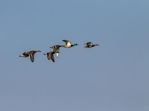 Stockenten, © Bernd Walther