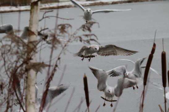 Sturmmöwe und Lachmöwen, © Bernd Walther