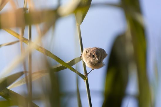 Teichrohrsänger, © Paula Giersch