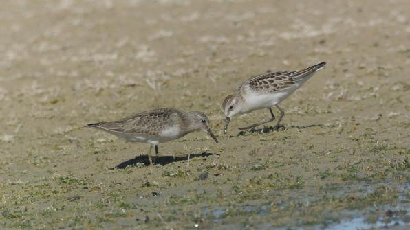 Temminck- und Zwergstrandläufer, © Dave R. Bird