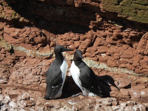 Trottellummen (Helgoland), © Bernd Walther