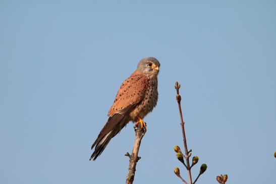 Turmfalke, © Bernd Walther