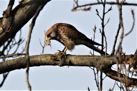 Turmfalke, © Matthias Jungwirth