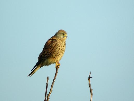 Turmfalke, © Reinhard Schwemler