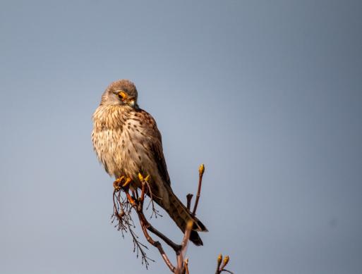 Turmfalke, © Thomas Kettelgruber