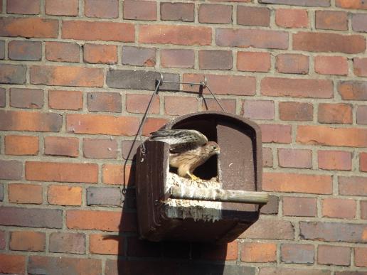 Turmfalke im Nistkasten, © U. Schwarz