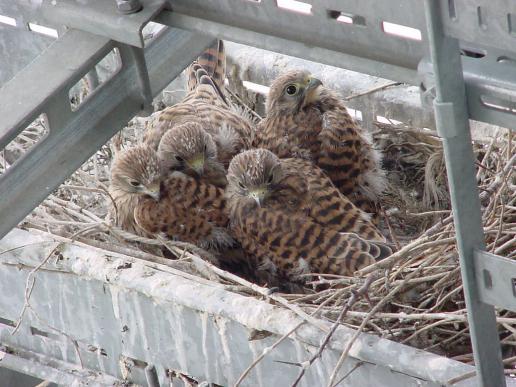 Turmfalken im Nest, © U. Schwarz