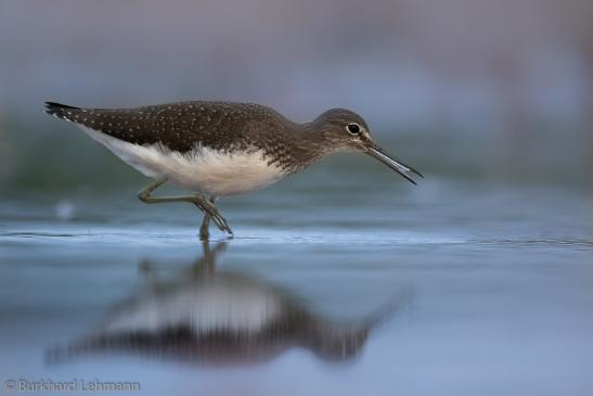 Waldwasserläufer, © Burkhard Lehmann