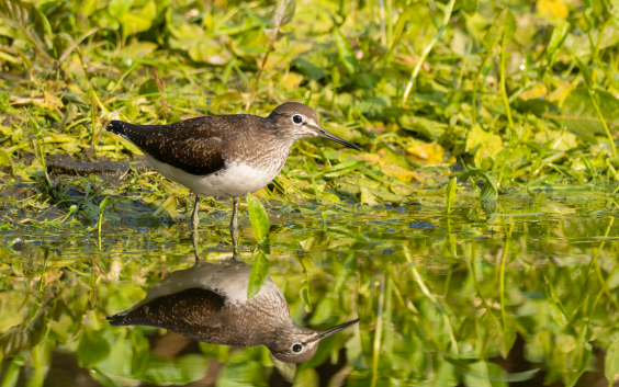 Waldwasserläufer, © Dirk Hohmann