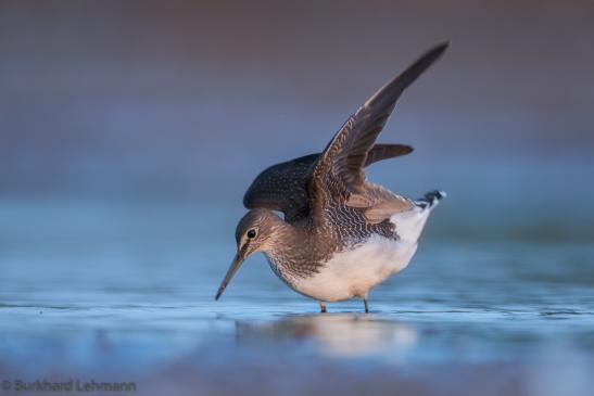 Waldwasserläufer, © Burkhard Lehmann