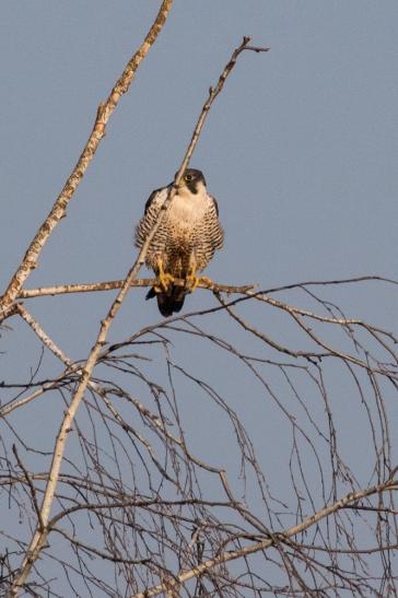 Wanderfalke, © Bernd Walther