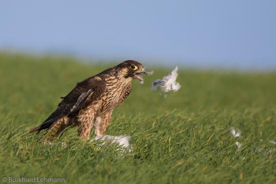 Wanderfalke, © Burkhard Lehmann