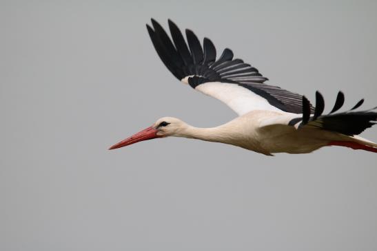 Weißstorch, © Bernd Walther