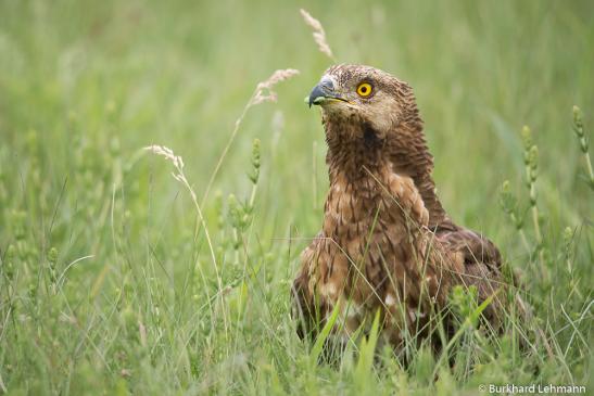 Wespenbussard (Hagenow), © Burkhard Lehmann