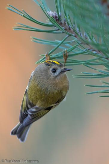 Wintergoldhähnchen (Mecklenburg-Vorpommern), © Burkhard Lehmann