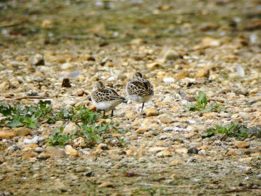 Zwergstrandläufer, © Reinhard Schwemler