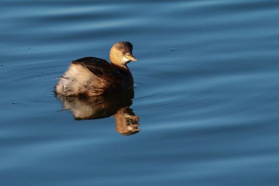 Zwergtaucher, © Bernd Walther